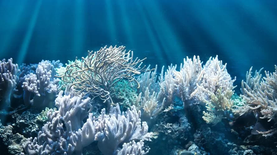 11682.海底ハント v1.0.4-安卓魔改版下载