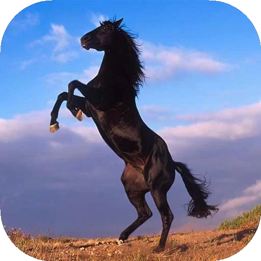 9368.Horse Riding 3D Simulation.ver.1.10-安卓魔改版下载