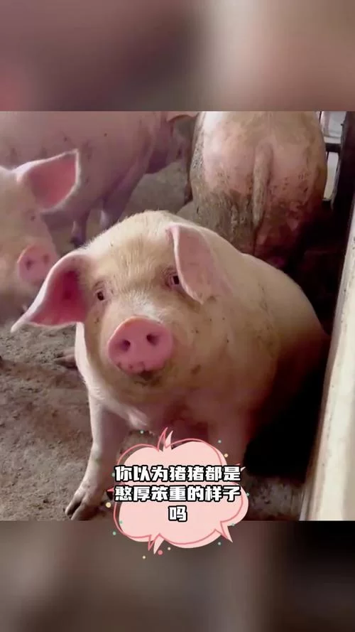 猪很笨？事实并非如此！了解猪的真实智力水平