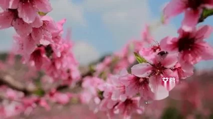 免费高清桃花视频在线观看：精彩内容等你来看