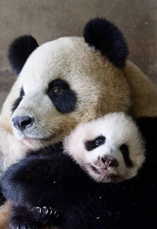 深入了解Pandaren：熊猫人的历史与文化