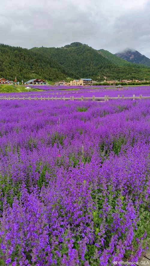 中国薰衣草种植基地排名：带你发现更多紫色秘境