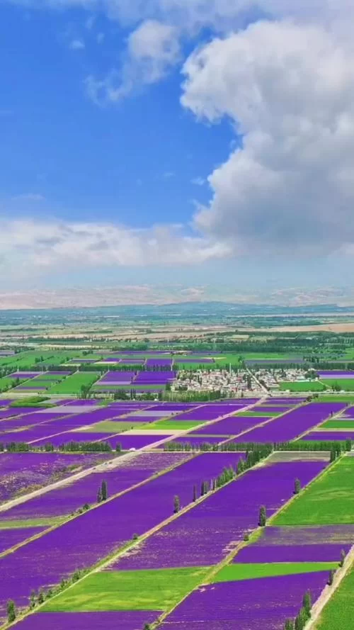 中国薰衣草种植基地排名：带你发现更多紫色秘境