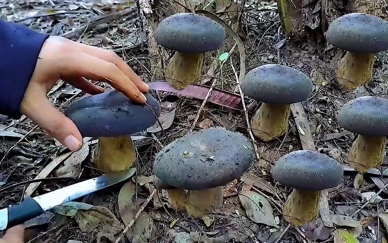 如何快速找到亮顶蘑菇？魔兽世界亮顶蘑菇采集技巧分享