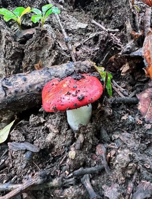 如何快速找到亮顶蘑菇？魔兽世界亮顶蘑菇采集技巧分享