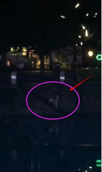 桥震门完整视频：还原现场，揭开事件真相的全部！