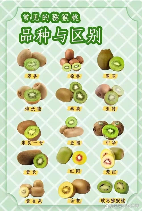 奇异果等于猕猴桃？名字不一样，味道和营养有差别吗？