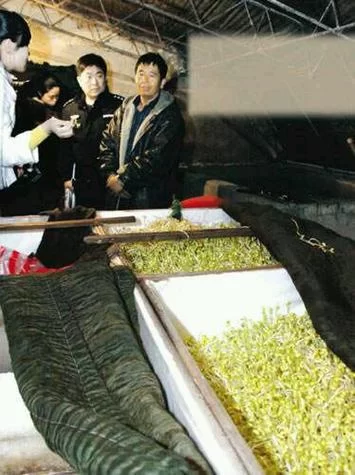 毒豆芽生产内幕曝光，你还在吃不健康的豆芽吗？