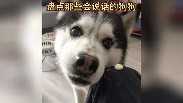 会说话的狗：那些你不知道的狗狗心事