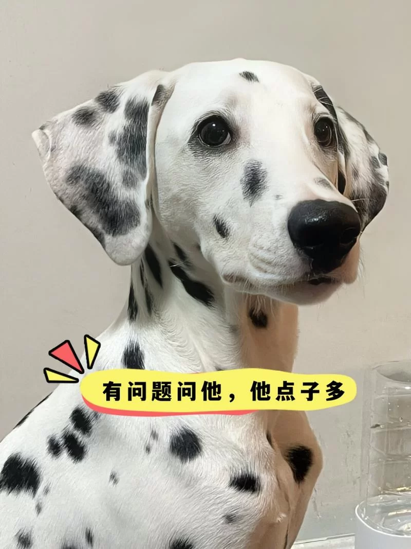 会说话的狗：那些你不知道的狗狗心事