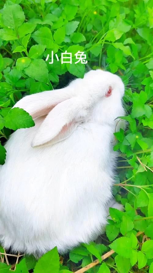 想看兔子视频？这里有你想要的各种萌兔！