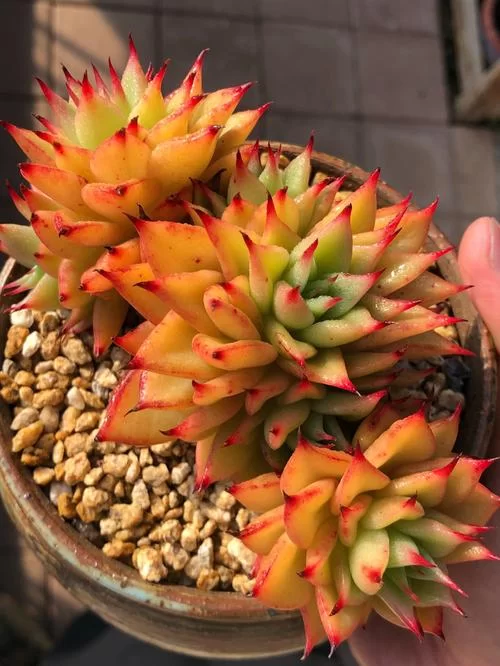 多肉植物赤星：入门级养护指南，轻松拥有漂亮赤星