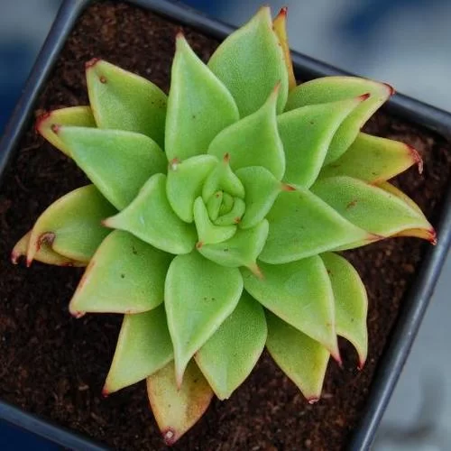 多肉植物赤星：入门级养护指南，轻松拥有漂亮赤星