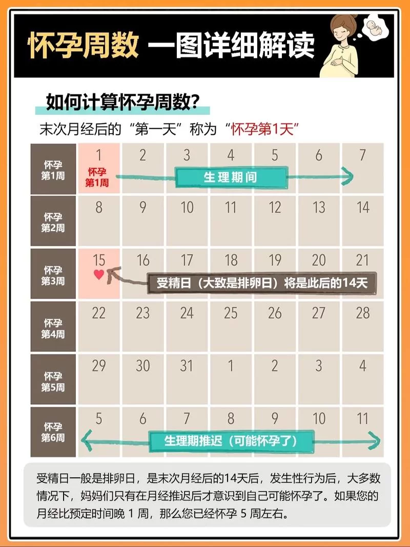 怀孕日历：精准计算预产期，掌握孕期每一个阶段