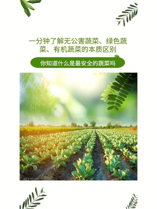 绿色蔬菜和无公害蔬菜，到底哪个更值得买？