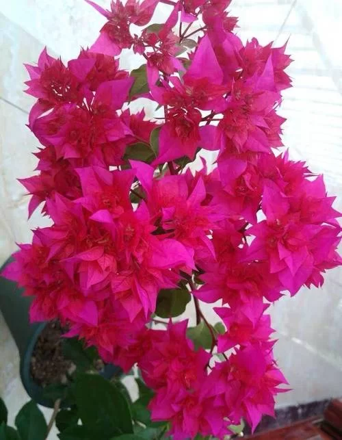 补丁也开花：简单几步，旧衣变艺术品