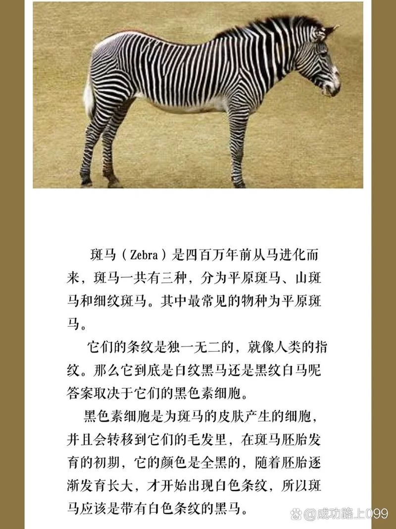 到底是白条纹的黑马还是黑条纹的白马？斑马的秘密！