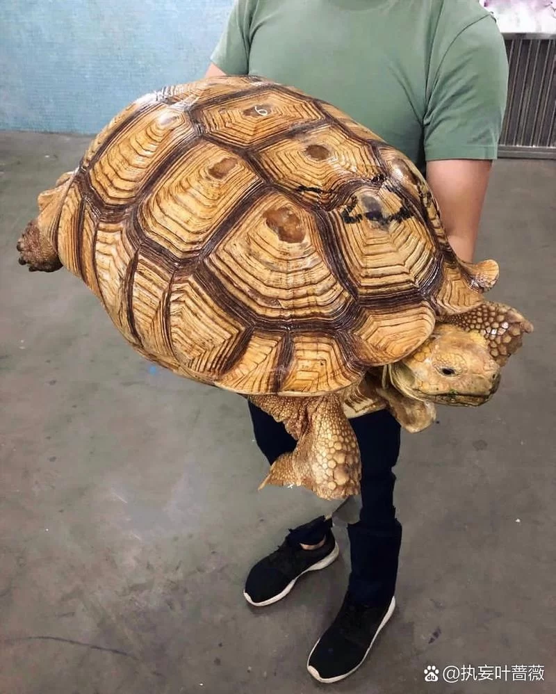 超萌苏卡达象龟：性格脾气大揭秘，新手也能轻松养