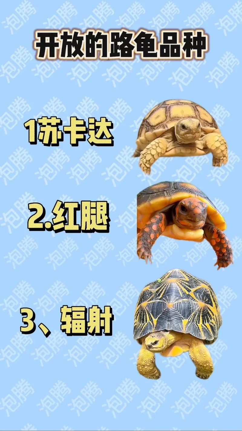 超萌苏卡达象龟：性格脾气大揭秘，新手也能轻松养