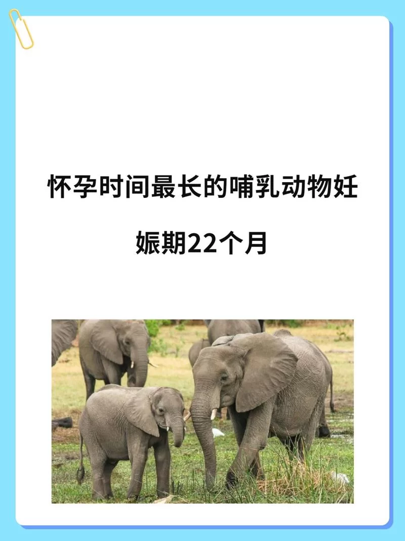 大象怀孕要多久？两年怀胎生小象的秘密