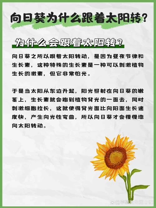向日葵会一直跟着太阳转吗？花期不同结果不同！