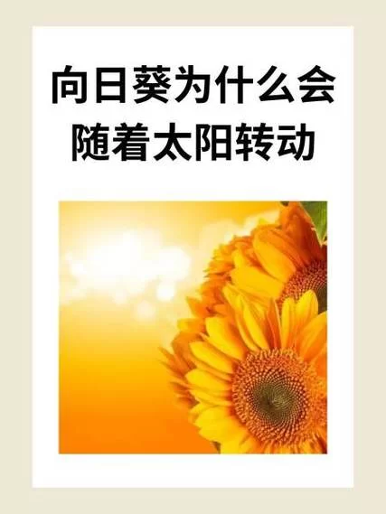 向日葵会一直跟着太阳转吗？花期不同结果不同！
