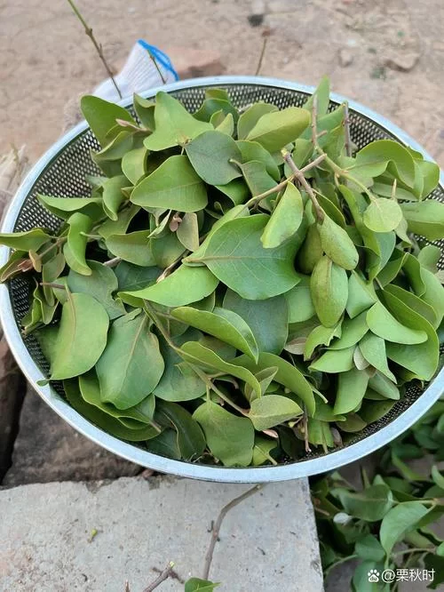 揭秘！哪种植物会寄生在梭梭根部？你了解吗？