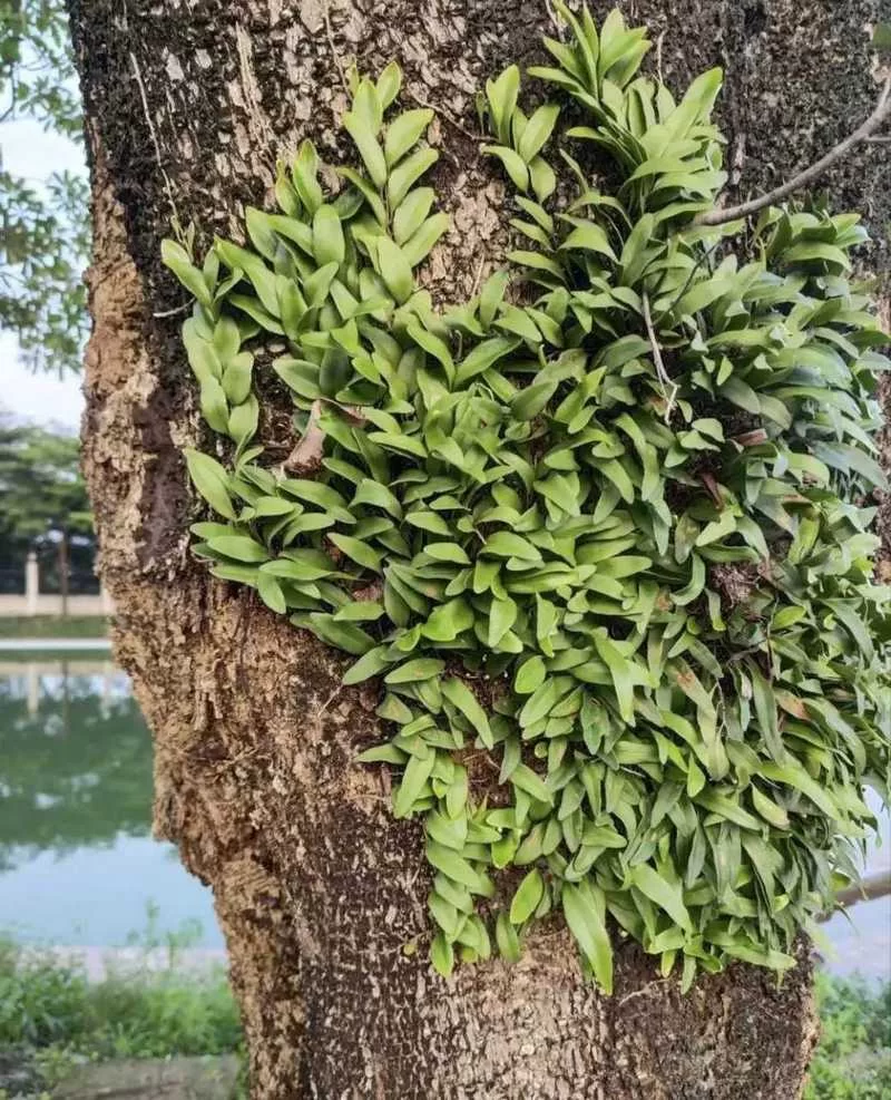 揭秘！哪种植物会寄生在梭梭根部？你了解吗？