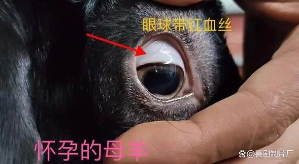 你知道吗？羊的瞳孔竟然是长方形的！这有什么特别之处？