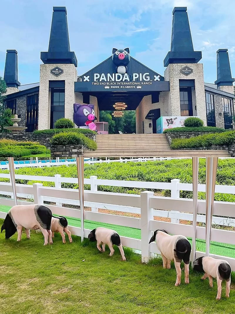 bt猪猪乐园好用吗？网友评价与使用体验分享