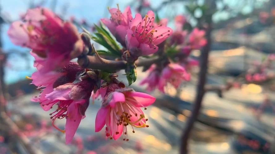 桃花视频在线观看免费播放1：高清流畅无广告
