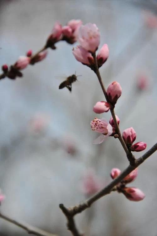 桃花视频在线观看免费播放1：高清流畅无广告