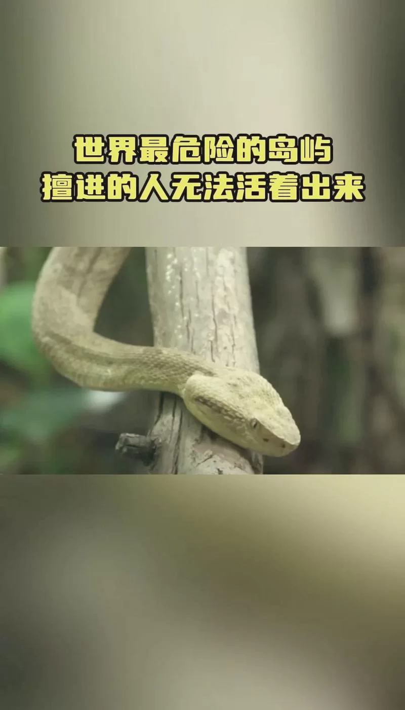探秘蛇岛:蛇岛论坛分享真实的蛇岛故事 探秘蛇岛:蛇岛论坛分享真实的蛇岛故事