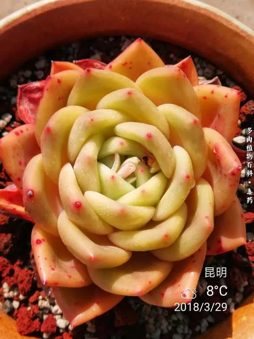 冰霉与其他药物的区别:冰霉是属于什么剂? 冰霉与其他药物的区别:冰霉是属于什么剂?