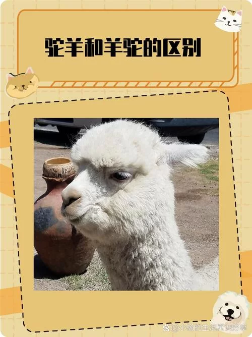 羊驼是羊还是驼？傻傻分不清楚？看完这篇你就懂了
