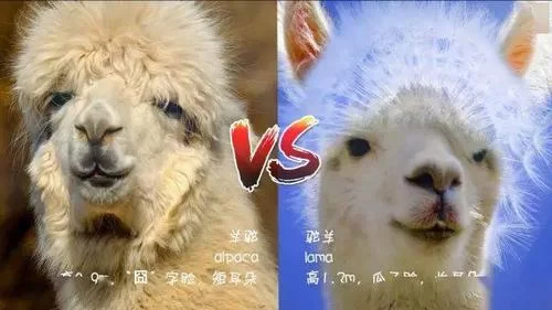 羊驼是羊还是驼？傻傻分不清楚？看完这篇你就懂了