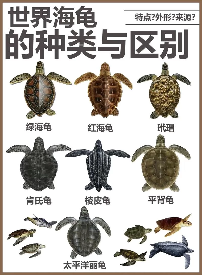 想钓海龟?这些地图和技巧你必须知道! 想钓海龟?这些地图和技巧你必须知道!