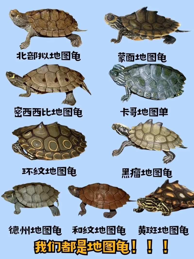 想钓海龟?这些地图和技巧你必须知道! 想钓海龟?这些地图和技巧你必须知道!