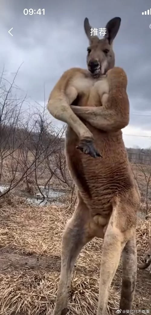 原来如此！袋鼠中其实大多数都是左撇子，涨知识了！