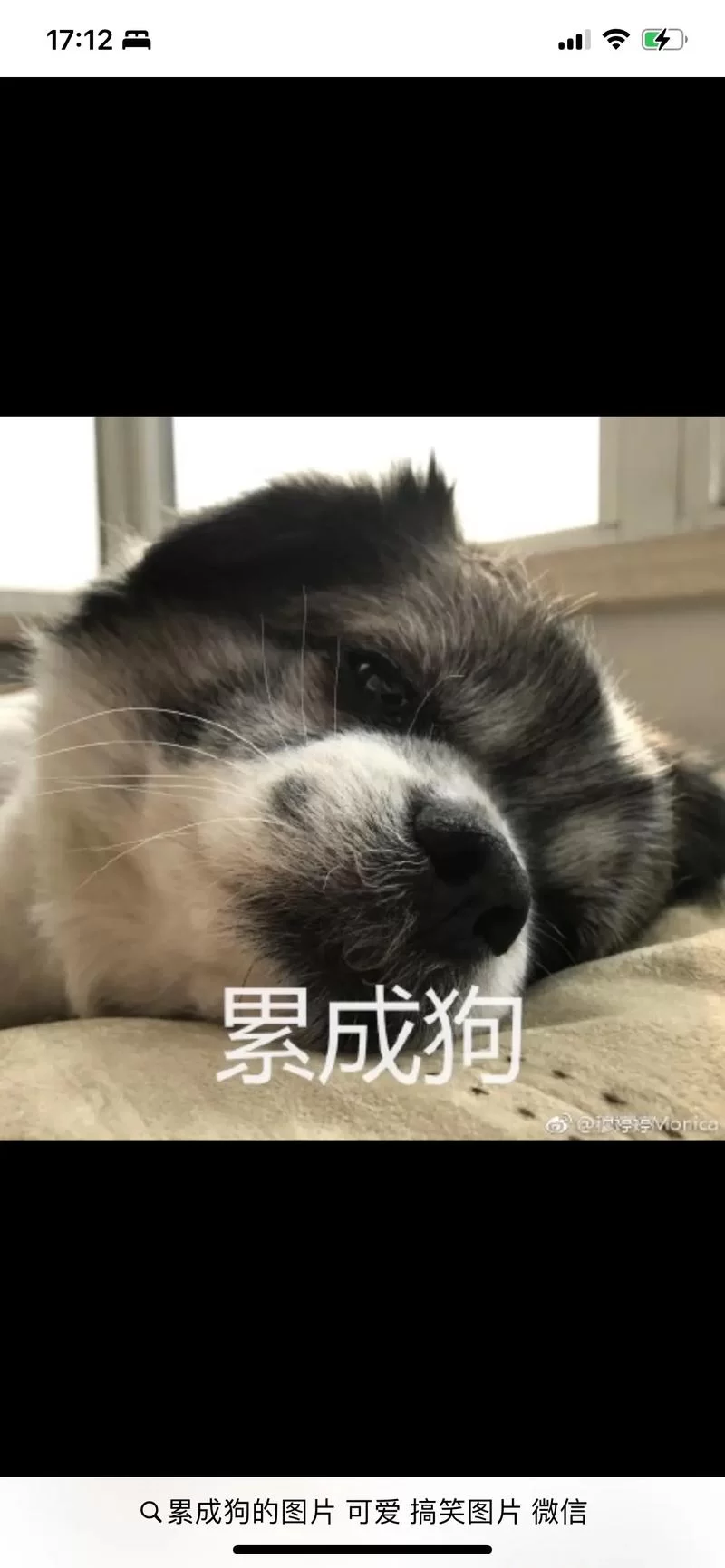 社畜狗子的一天：累并快乐着，你家狗子也这样吗？
