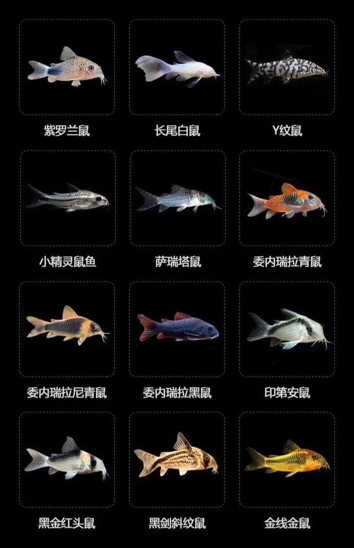 大鼠尾鱼有什么用？恢复生命法力值的实用鱼类