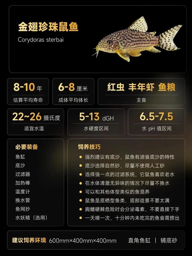 大鼠尾鱼有什么用？恢复生命法力值的实用鱼类