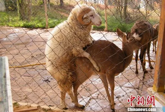 爱兽交的真相：动物恋与性行为的界限