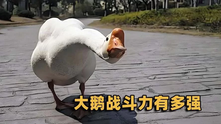 战斗力爆表的大鹅,祖先竟是优雅的它? 战斗力爆表的大鹅,祖先竟是优雅的它?