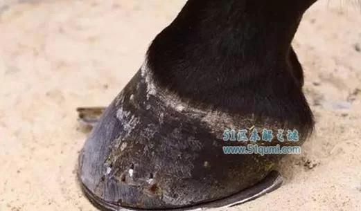 细说一个马蹄铁：历史、文化与科技的交汇