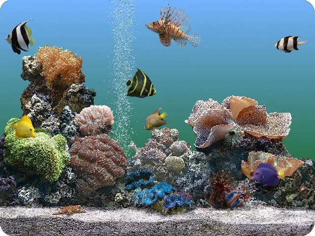 水族箱热带鱼屏保软件：打造你的专属虚拟水族馆