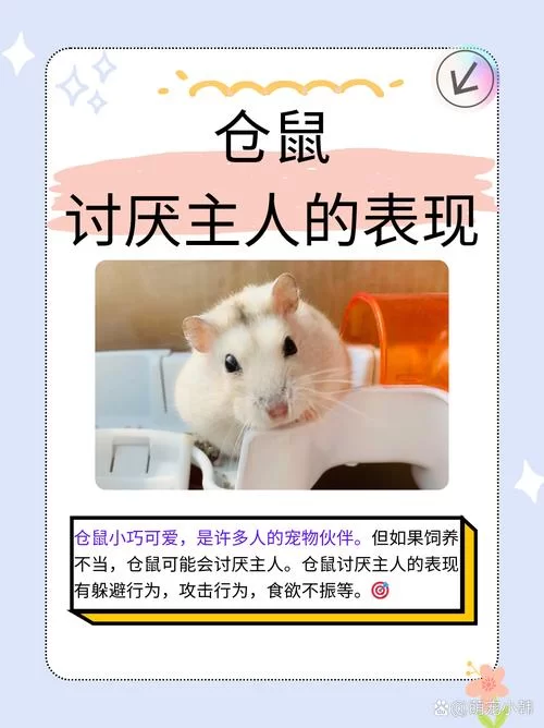 想养仓鼠却怕麻烦？仓鼠管家来帮你