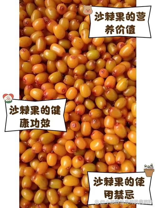 沙棘果VS猕猴桃：蚂蚁庄园今日答案及解析