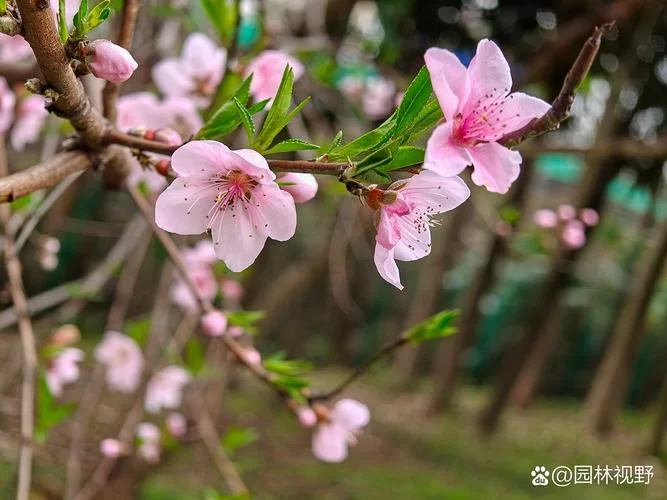 今年桃花什么时候开？桃花花期预测及赏花最佳时间指南！
