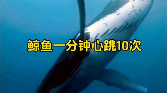 鲸鱼心跳有多慢？一分钟心跳次数令人震惊！